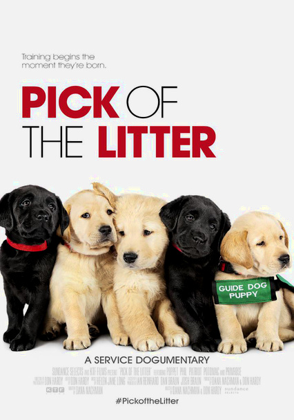 Rent Pick Of The Litter 2018 On Dvd And Blu Ray Dvd Netflix