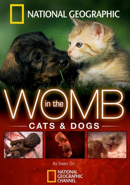 Rent In the Womb: Cats and Dogs (2009) on DVD and Blu-ray - DVD Netflix